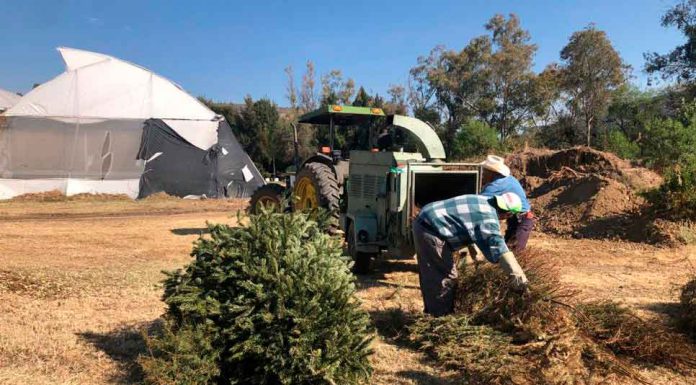 Arranca campaña de reciclaje y canje de pinos navideños Arranca campaña de reciclaje y canje de pinos navideños