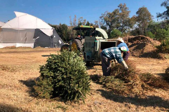 Arranca campaña de reciclaje y canje de pinos navideños Arranca campaña de reciclaje y canje de pinos navideños