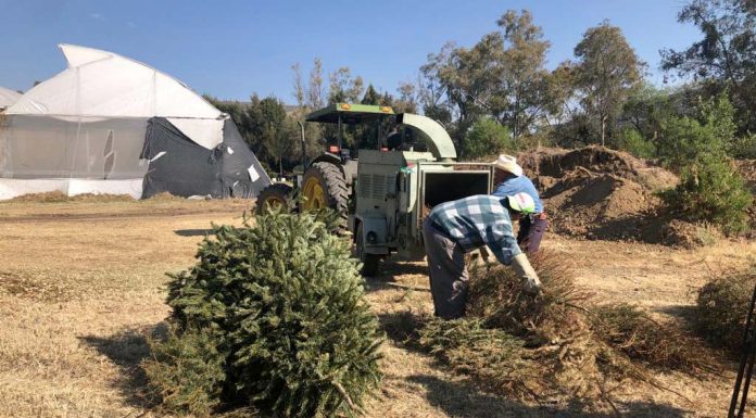 Inicia municipio campaña para reciclar pinos de navidad