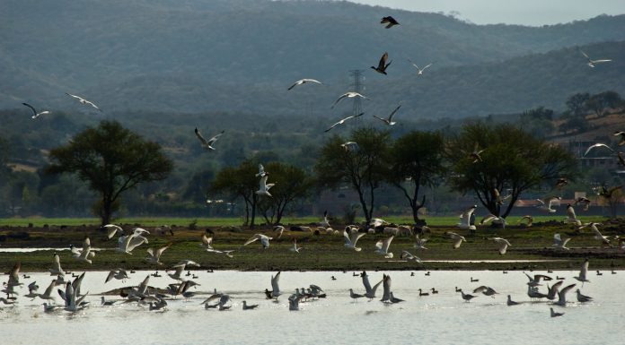 Guanajuato protege sus humedales