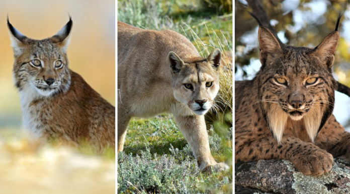 Sería gato montés, puma o lince felino visto en Apaseo el Grande