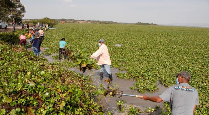 Retoman pescadores y municipio limpieza del lirio acuático en la Presa Allende