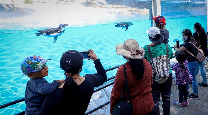 LEÓN | Recupera ciudadanía espacios públicos con “pase verde”