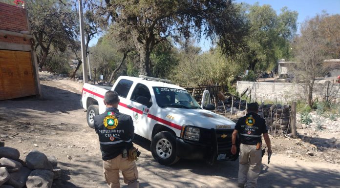 Amplían a Celaya alerta ante avistamiento de tigre en Apaseo