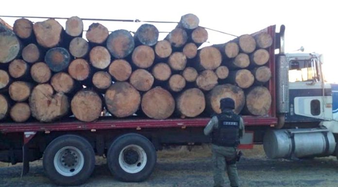 Policía estatal detiene a siete “talamontes” en sierra de Jerécuaro