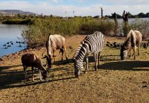 Ale Gutiérrez advierte posible dolo en ataques en Zoológico