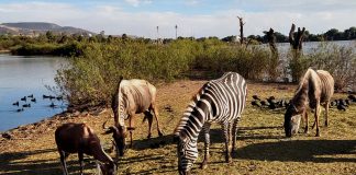 Ale Gutiérrez advierte posible dolo en ataques en Zoológico