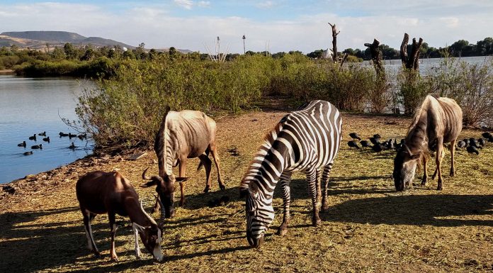 Ale Gutiérrez advierte posible dolo en ataques en Zoológico