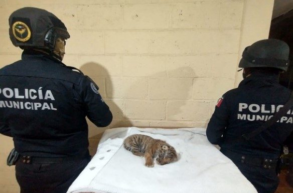 En Celaya detienen a joven en posesión de un tigre