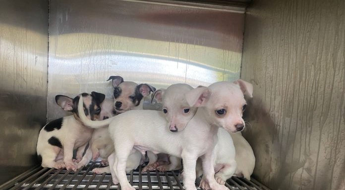 LEÓN | Este domingo será en Explora el Adoptón