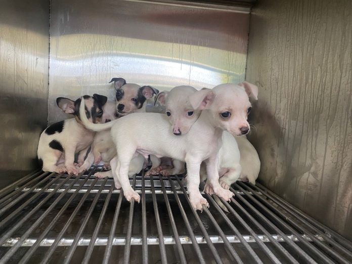 WhatsApp Image 2022-03-17 at 6.38.19 PM