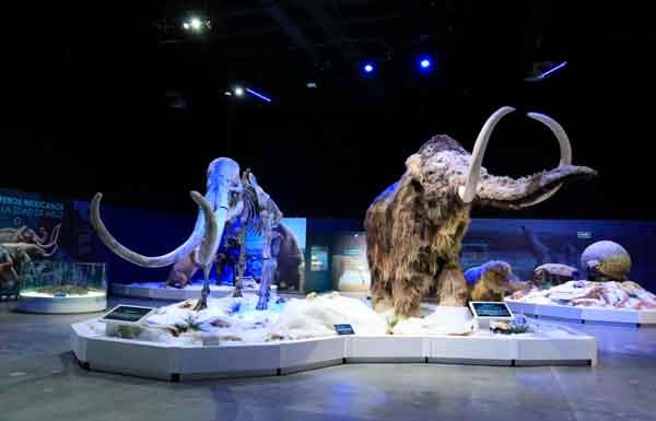 Inicia la exposición “la edad de hielo en México” Inicial la exposición “la edad de hielo en México”