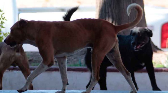Salamanca propone ayudar a que haya menos animales sin hogar Salamanca propone ayudar a que haya menos animales sin hogar