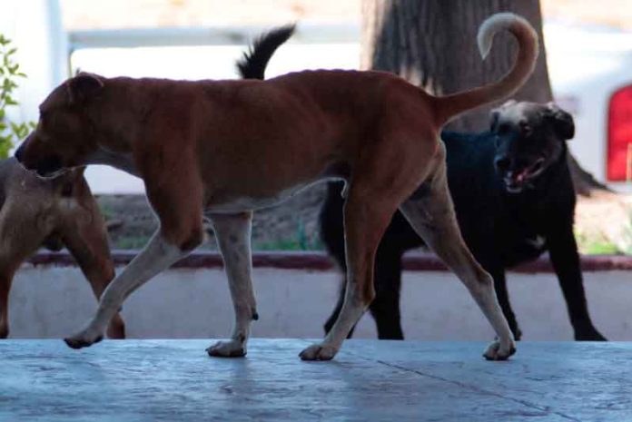 Salamanca propone ayudar a que haya menos animales sin hogar Salamanca propone ayudar a que haya menos animales sin hogar