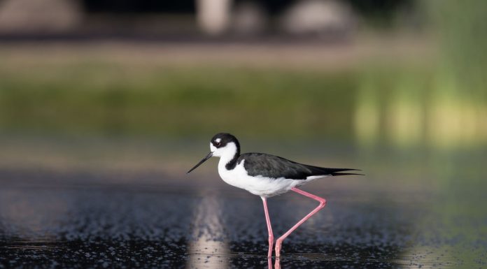 Tres de cada 10 aves del país viven en Guanajuato