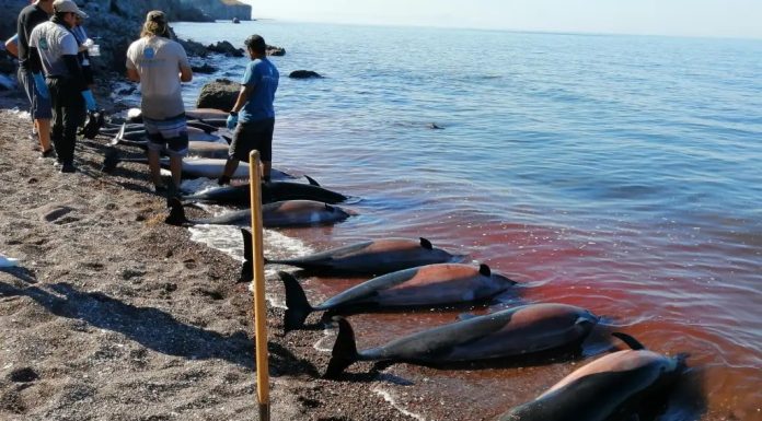 Hallan muertos a 30 delfines en playas del mar de Cortés