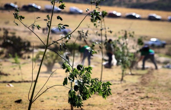 LEÓN | Reforestan con 1 mil árboles comunidad de Barbosa