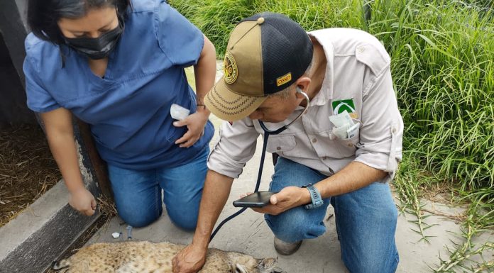 Zooleón rescata a felinos del Santuario del Ajusco