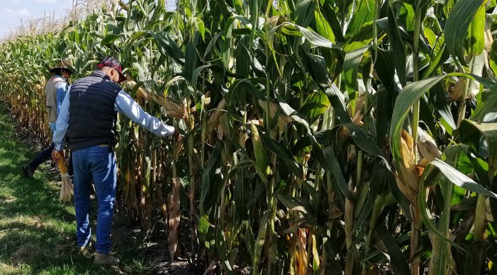 LEÓN | Más del 80 por ciento de tierras de temporal paralizadas ante falta de lluvias