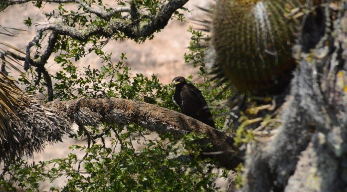 Logran reproducción de águila real en Sierra Gorda de Guanajuato