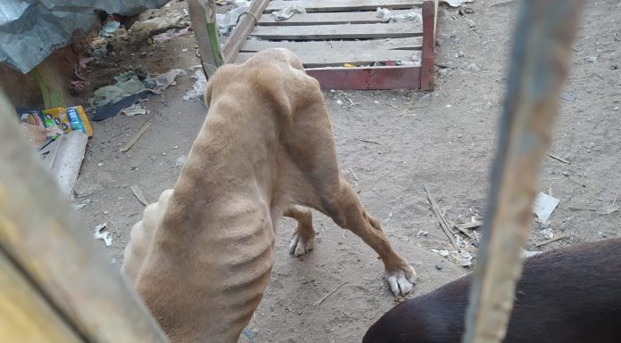 Multan por $8 mil 659 pesos a dueño que maltrataba a canes