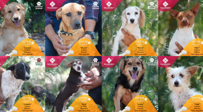 Promueve Gobierno de Salamanca campaña de adopción responsable de perros