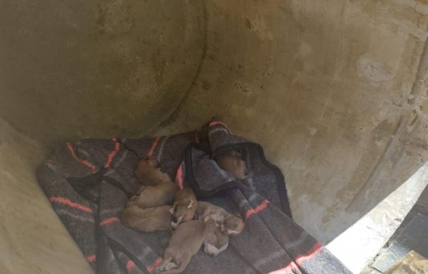 LEÓN | Multan con 21 mil pesos a ciudadano por abandonar y maltratar a sus mascotas