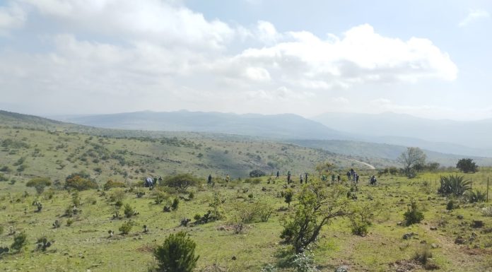 LEÓN | Plantan 5 mil 500 árboles en Sierra de Lobos