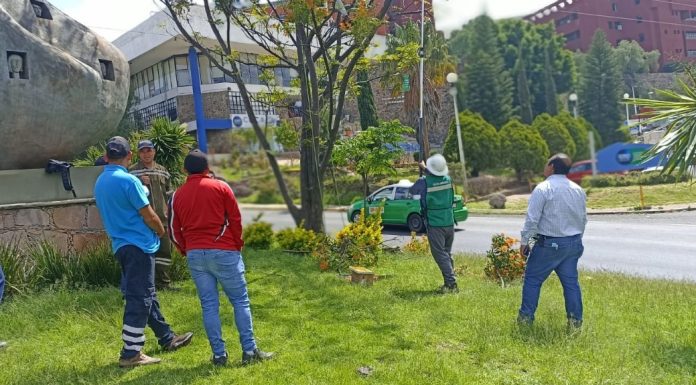 Expertos arboristas capacitan al personal de Servicios Públicos en cuidado de árboles