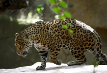 Ordena PROFEPA clausura del Zoológico de León