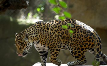 Ordena PROFEPA clausura del Zoológico de León