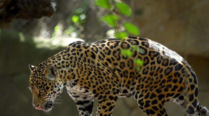 Zoológico de León se ha convertido en un oasis de conservación