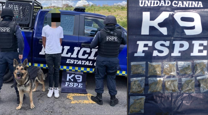 Oficial Blade de Unidad Canina K9 de las FSPE capturó a un hombre con 100 dosis de mariguana