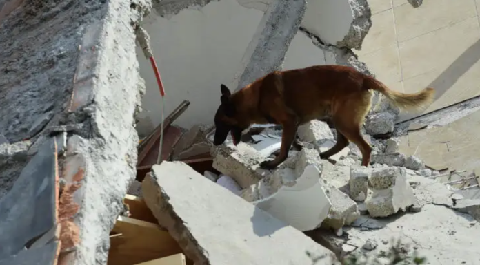 ¿Qué hacer con tu mascota en caso de sismo?