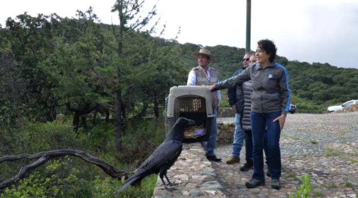 Guanajuato recibe nuevos huéspedes. Se liberan en ANP estatales, 10 especies de fauna