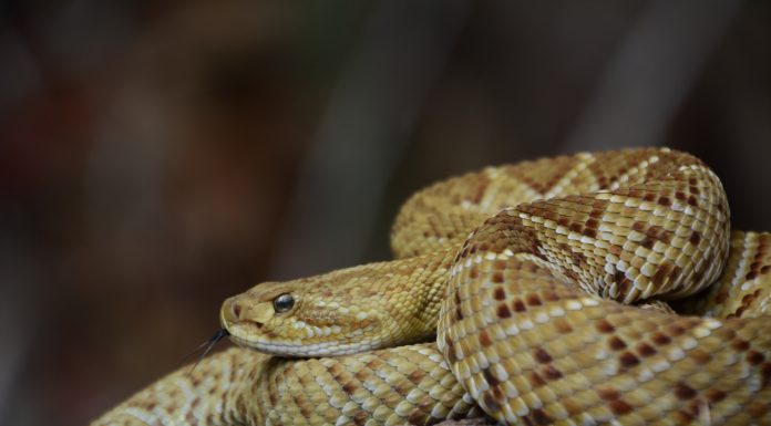 Se registra presencia de dos nuevas especies de serpientes en Sierra de Pénjamo