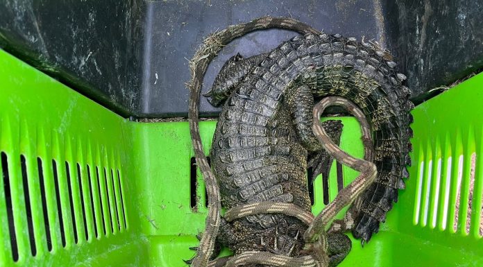 Cocodrilo es capturado y resguardado para su cuidado