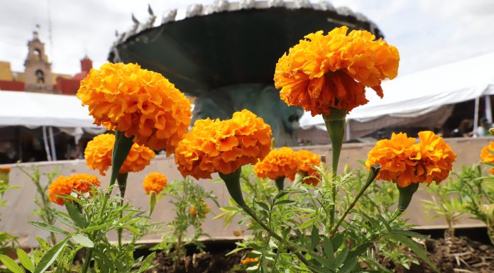 LEÓN | Vivero municipal siembra más de 60 mil plantas de cempasúchil