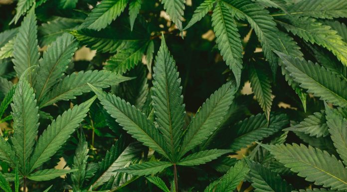 Tec de Monterrey y Khiron anuncian primer Masterclass virtual de cannabis medicinal