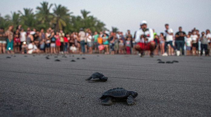 Cientos de crías de tortuga fueron liberadas como parte del tortugas Tortufest
