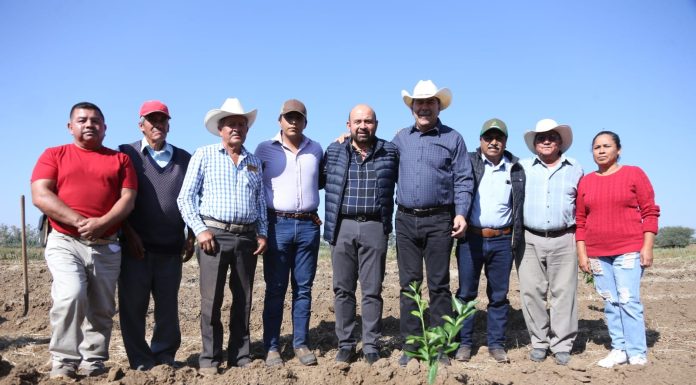 Buscan regresar identidad a Silao con árboles de limas