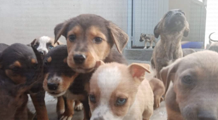 Rescatistas piden actualizar marco normativo contra responsables de maltrato animal