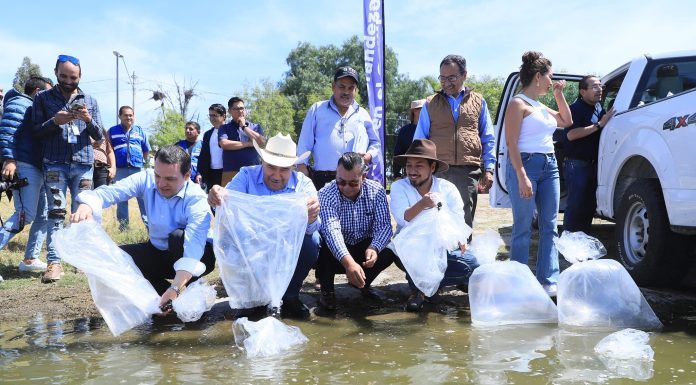 Siembra SDAyR 1.2 millones de peces en cuerpos de agua estatales