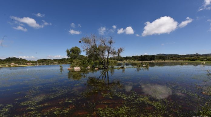 IRAPUATO | Avanza el plan de manejo para el bosque Los Encinos