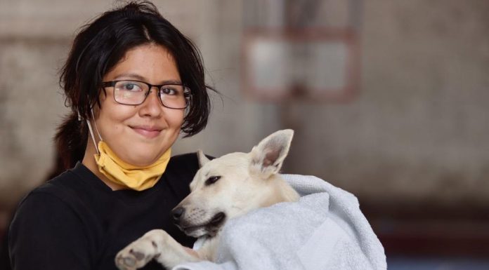 En Salamanca se llevó a cabo esterilización canina