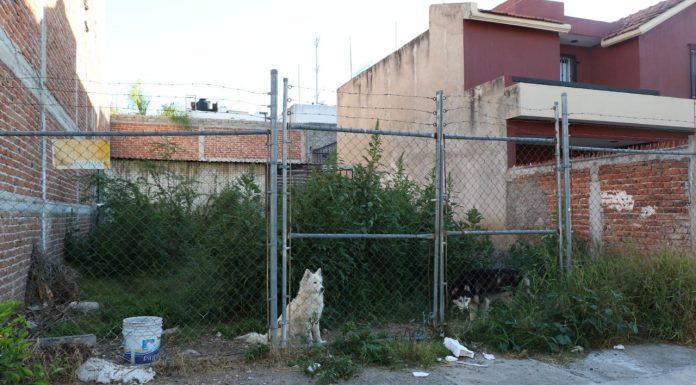 LEÓN | Imponen multa por más de 22 mil pesos por maltrato animal