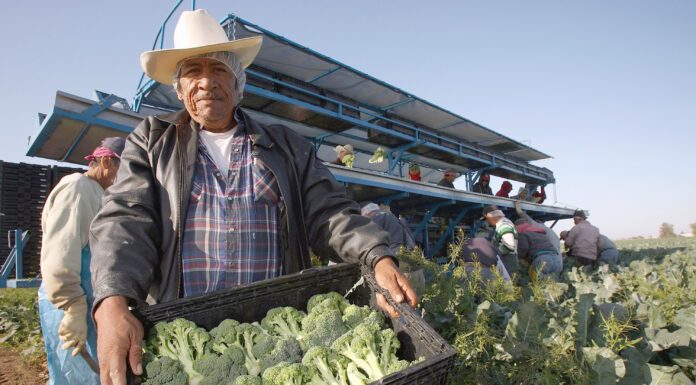 Guanajuato es aún principal productor de brócoli