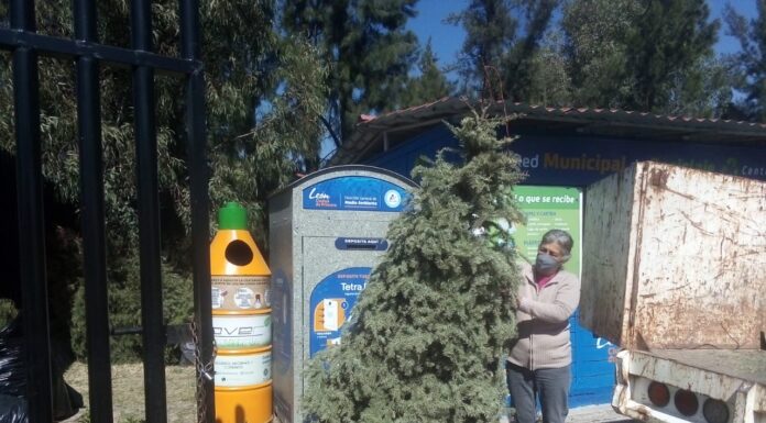 LEÓN | Recolectan más de 360 árboles de navidad con el Programa “Recicla tu árbol”