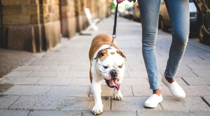 SALAMANCA | Convocan a caminata canina