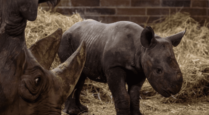 Nace rinocerante raro del que solo quedan pocos ejemplares en el mundo